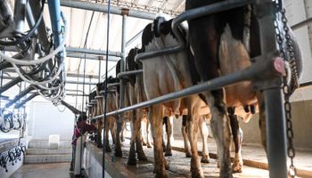 El mayor registro en 10 años: el campo argentino produjo 11.618 millones de litros de leche en 2025 y el Gobierno lo celebró