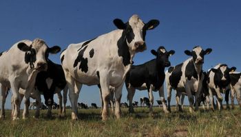 Segundo año de caída para la leche