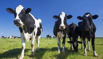 Tendencia: 25 tambos comenzarán a producir leche orgánica y leche A2
