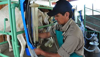 La leche caprina llegaría a la góndola: ¿de qué se trata?
