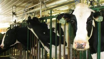 Lácteos: SRA denuncia competencia desleal