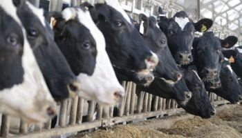 Buscan mejorar acceso a financiamiento para el sector lácteo