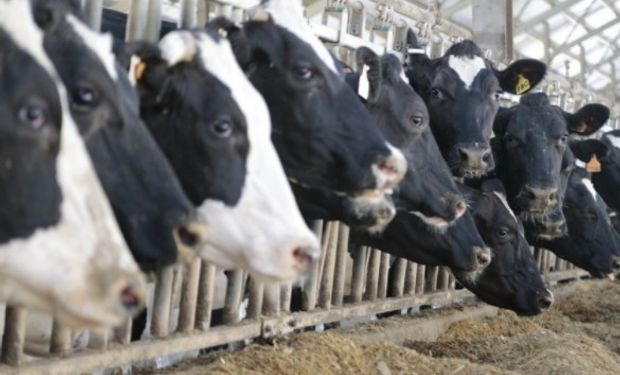 En los primeros ocho meses del año, Argentina exportó cerca de 36.000 toneladas de leche entera en polvo y 27.200 toneladas de quesos. Foto: El Observador