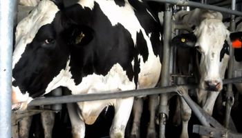 "Por más leche en la Argentina": CRA le mandó una carta a la empresa Mastellone Hnos.