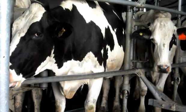 "Solamente habrá más leche en la Argentina de manera estratégica si se termina con los abusos de posición dominante que ejerce la industria láctea", señalaron desde CRA.