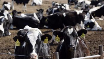 Uruguay: producción de leche sigue cayendo y crisis continúa