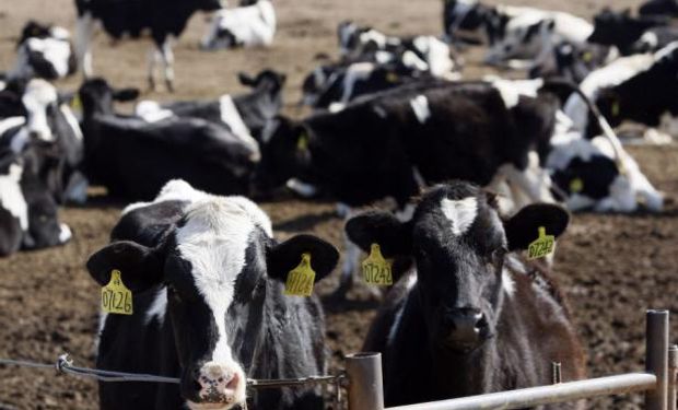 Tambos en Uruguay: producción bajó 12% en junio.