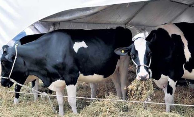 Serán beneficiarios quienes produjeron un promedio diario de hasta 2.900 litros de leche para industrializar.