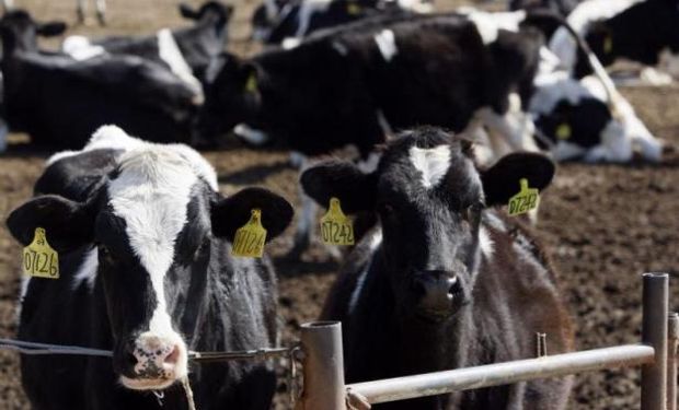 Uruguay: faena de vacas lecheras sigue alta, pero en julio bajó.