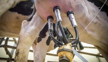 La producción de leche cayó un 2% y marcó el peor diciembre de los últimos cuatro años