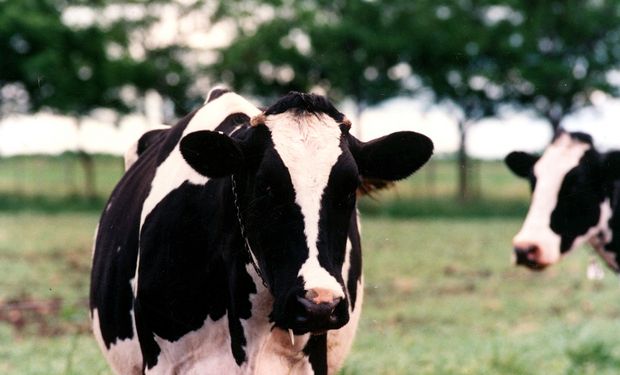 Después de Alemania, Australia es el mayor proveedor de leche líquida de China.