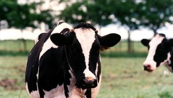 Lechería sin pasto: el costo de la sequía