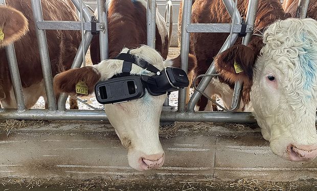 Un productor turco le puso lentes de realidad virtual a las vacas y aumentó la producción de leche 