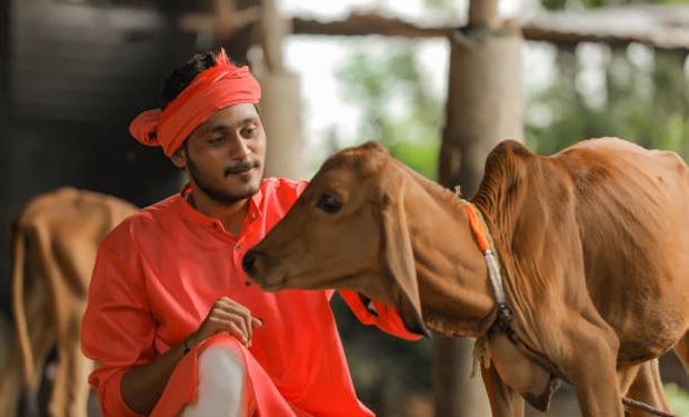 La India, "un viaje fascinante por la lechería”: cómo se produce en el país de los 1.300 millones y las vacas sagradas