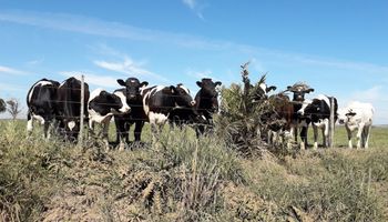 Cierra un tambo histórico de inmigrantes irlandeses:  se subastan hoy 900 vacas de 32 litros diarios de leche
