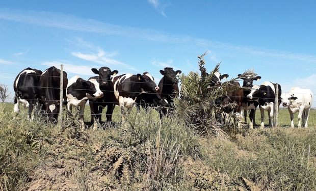 Cierra un tambo histórico de inmigrantes irlandeses:  se subastan hoy 900 vacas de 32 litros diarios de leche