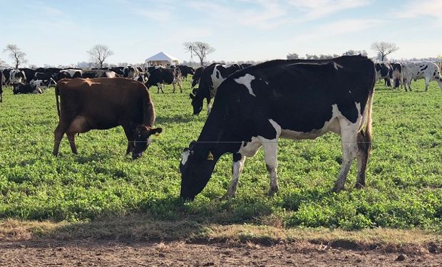 Lechería extrapampeana: cómo es la producción subtropical de Formosa y qué se hace para potenciarla