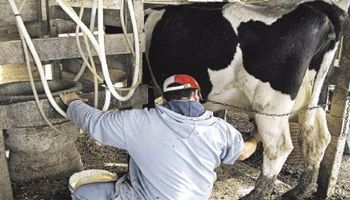 El noreste de Santa Fe, con potencialidad para producir leche