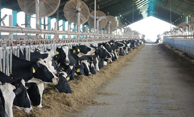 Las altas temperaturas afectan la producción  de leche de las vacas