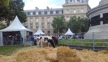 El consumo de leche, entre los sí y los no