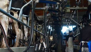 En Rosario, la Facultad de Ciencias Agrarias donará 10.000 litros de leche del Módulo Tambo