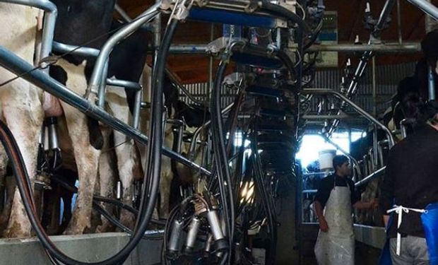 En Rosario, la Facultad de Ciencias Agrarias donará 10.000 litros de leche del Módulo Tambo