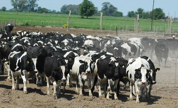 Se trata de "Precios de la Leche" y ya tiene 80 usuarios registrados.