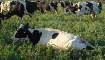 Según un experto, si Argentina sale de la pobreza no alcanza la cantidad de leche para abastecer a la población: "Las oportunidades son inmensas"