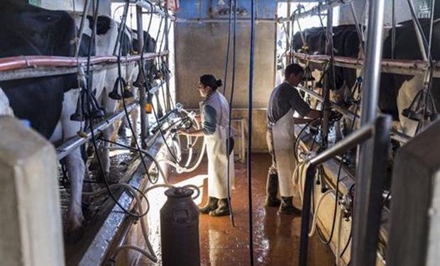 Pagarán un subsidio de $ 400 por vaca a los tamberos cordobeses.