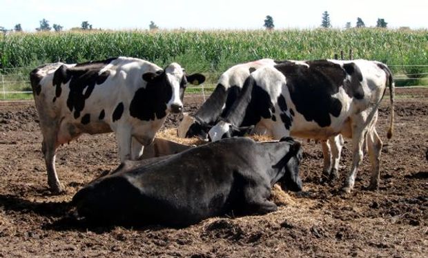 Pedirán que la lechería tenga tratamiento de economía regional 