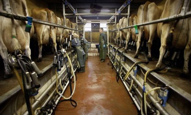 Se estima que un 80% de las cuencas lecheras están en una situación crítica a causa del desastre climático.