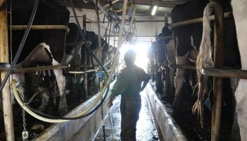 Luego de la baja, ¿cuánto pagará cada industria por la leche de agosto?
