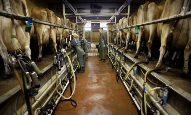 El mes pasado las vacas descartadas por los tambos y enviadas a frigorífico llegó a un nuevo récord.