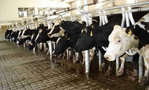 Pese al subsidio de 40 centavos por los primeros tres mil litros de leche que anunció el gobierno, denuncian pérdidas.
