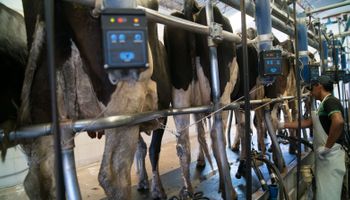 Agroindustria busca promover el desarrollo en genética de bovinos de leche