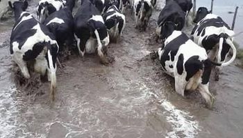 ¿Mejora el precio de la leche por las lluvias?