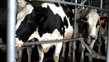Lechería contrasta con el panorama alentador del agro