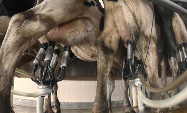 La producción de leche cayó un 30% en algunos tambos de la cuenca lechera central por esta difícil coyuntura.