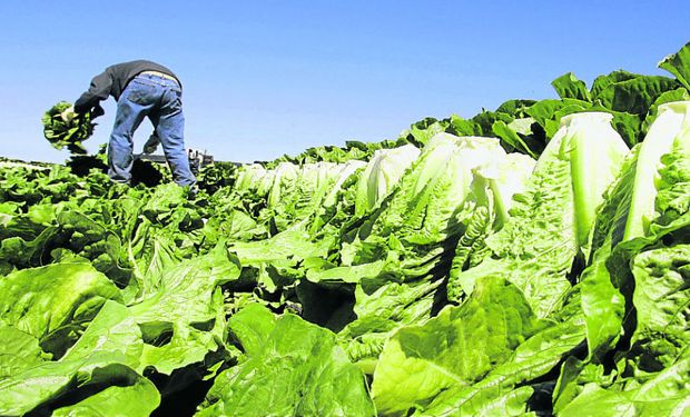 En Córdoba productores del cinturón verde acusan alta brecha de precios