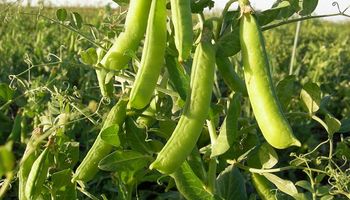 Las legumbres tienen nuevas posiciones arancelarias para la exportación
