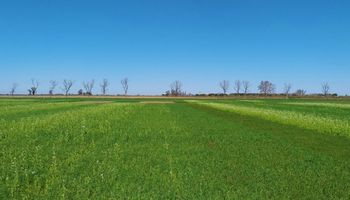 Cultivos de cobertura: cómo las leguminosas potencian el rinde del maíz al mejorar el nitrógeno disponible