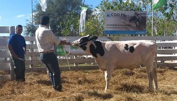 Precio récord por un toro en Rafaela: cuánto pagaron