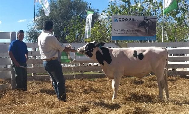 De la subasta, concretada en las instalaciones que la Cooperativa Guillermo Lehmann posee en Rafaela, participaron reconocidos centros de inseminación animal y más de 120 productores de una amplia región.