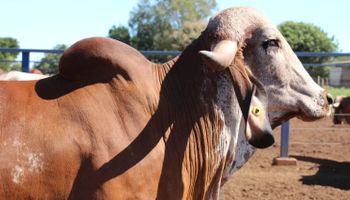 Primeiro leilão da ExpoZebu movimenta mais de R$ 617 mil