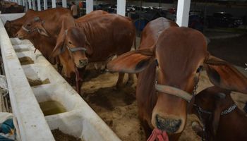 Projeto prevê prisão por até cinco anos para maus-tratos a animais em leilões