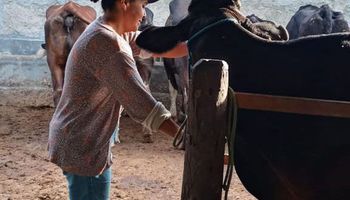 Nordeste surpreende e faz crescer produção de leite no Brasil