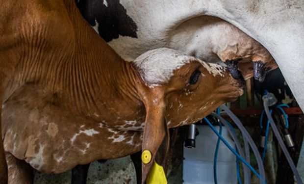 Leite acumulou aumentos sucessivos ao longo de 2022, mas vive queda desde agosto. (foto - Sistema CNA/Senar)