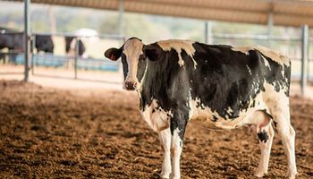 Reidratação do fubá: pecuaristas mineiros usam técnica para ampliar rendimento da alimentação