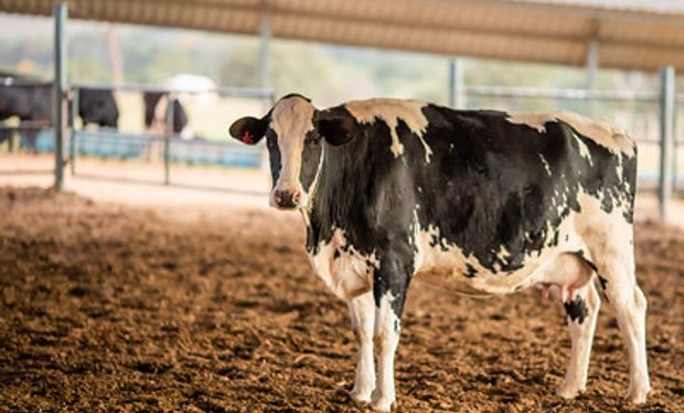 IPP do setor de laticínios teve variação para cima de 5,86%. (foto - Sistema CNA/Senar)