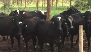 Vacas produzem mais e vivem melhor "na floresta"